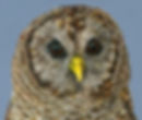 About Barred Owl Detail.jpg