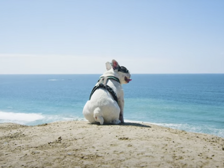 Eben the French bulldog gazes at the ocean from a sandy shore.
