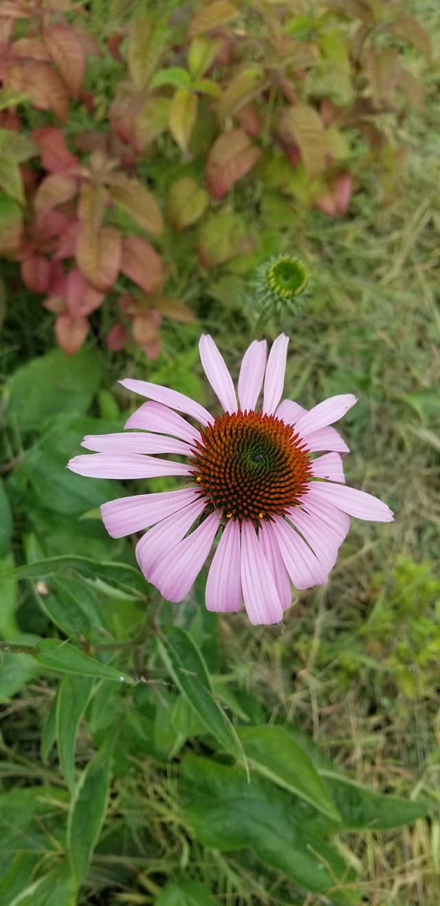 Echinacea