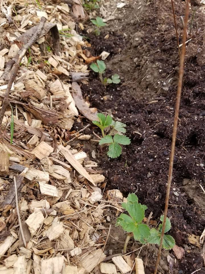 Strawberries