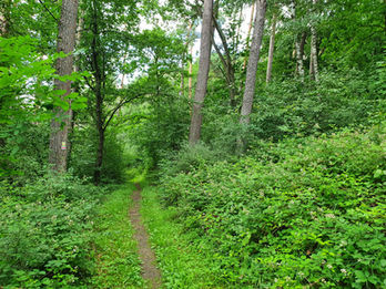 Waldstrecke vor Schmidmühlen