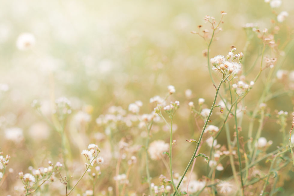 Blumenwiese