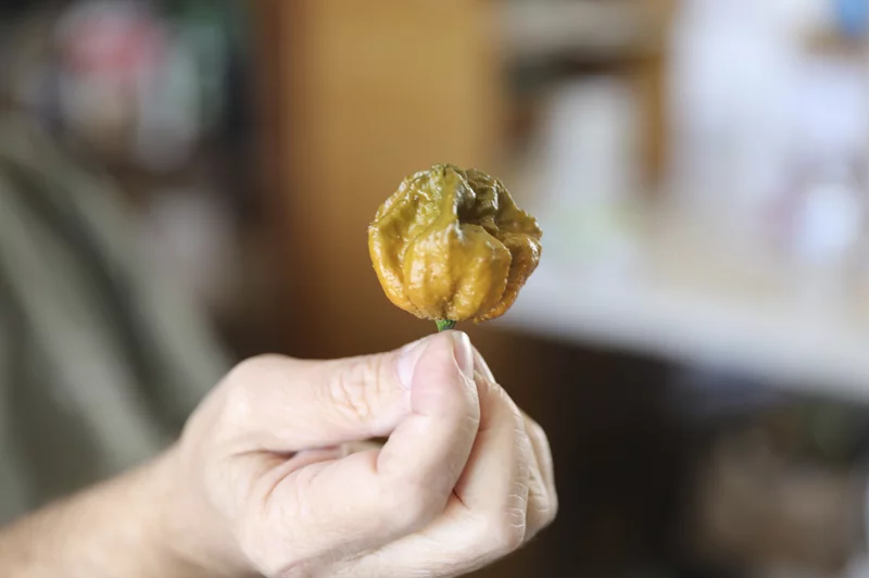 Hottest Pepper in the World