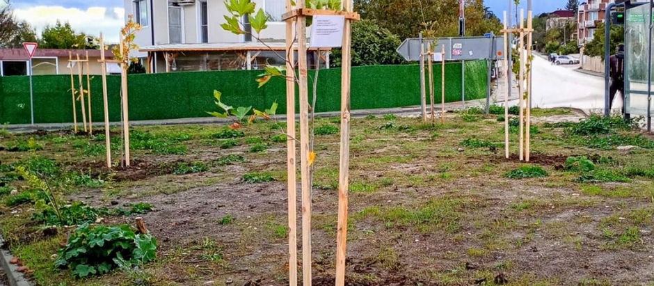 След година и половина упорство граждани засадиха 10 дървета във Варна