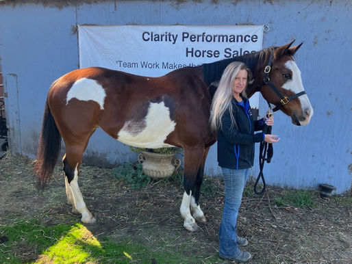 If you can see ribs, your horse is too thin: An Excerpt from Clare's Educational Video Series