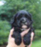 Polly-3lbs 5oz
