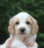 Buzz--4lbs 14oz