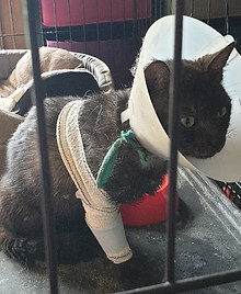 Chat reccueilli par L'Arche de la Gazelle, association qui vient en aide aux chats errant dans le secteur de Marseille et Aix-en-Provence (Bouches-du-Rhône)