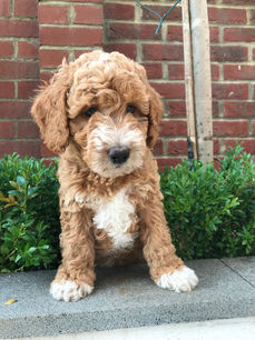 Tuxedo Red Australian Labradoodle