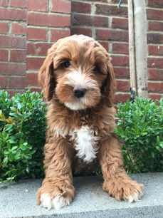 Tuxedo Mini Australian Labradoodle puppy Breeder Berkshire