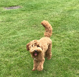 Australian Labradoodle puppy for sale