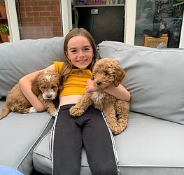 Australian Labradoodle puppy for sale