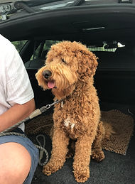 Australian Labradoodle puppy for sale