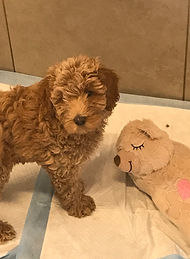 Australian Labradoodle puppy for sale