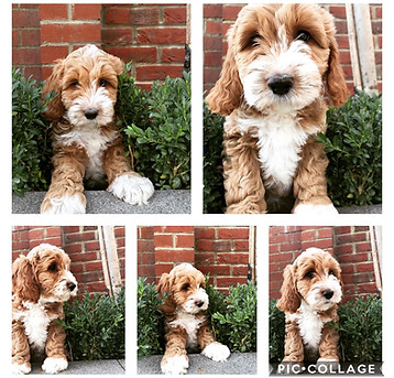 Red Australian Labradoodle puppy