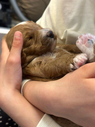 Australian Labradoodle puppy