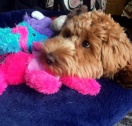 Australian Labradoodle Puppies for Sale UK