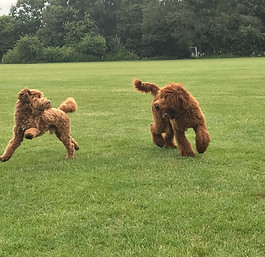 Australian Labradoodle puppy for sale