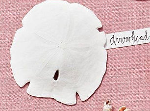 Sea Shell _Beyond The Sea_.jpg