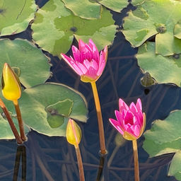 Finding Freedom Together - 5 day Residential Insight Dialogue Retreat