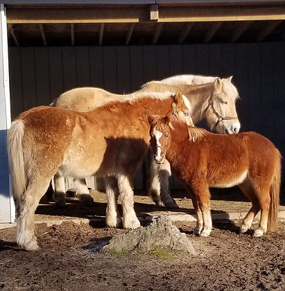 greenlock-horses_edited.jpg