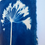 Thumbnail: Agapanthus 