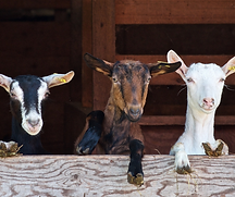 Goat milk (6).png