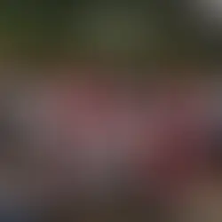 Cruz Vermelha Brasileira - Filial Alagoas participa da reunião do CICV, em Brasília