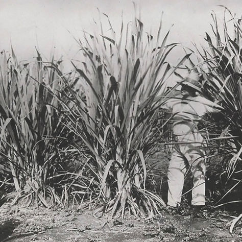 Atimaono: From the land of the Teva to the 27-hole golf course