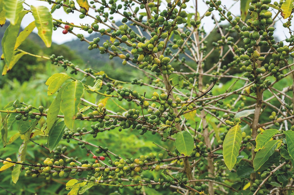 Sur cette culture test de caféiers Arabica Red Caturra, qui ne bénéficie d’aucun ombrage, la DAG contrôle si elle est atteinte de rouille, une maladie fongique qui détruit les récoltes.