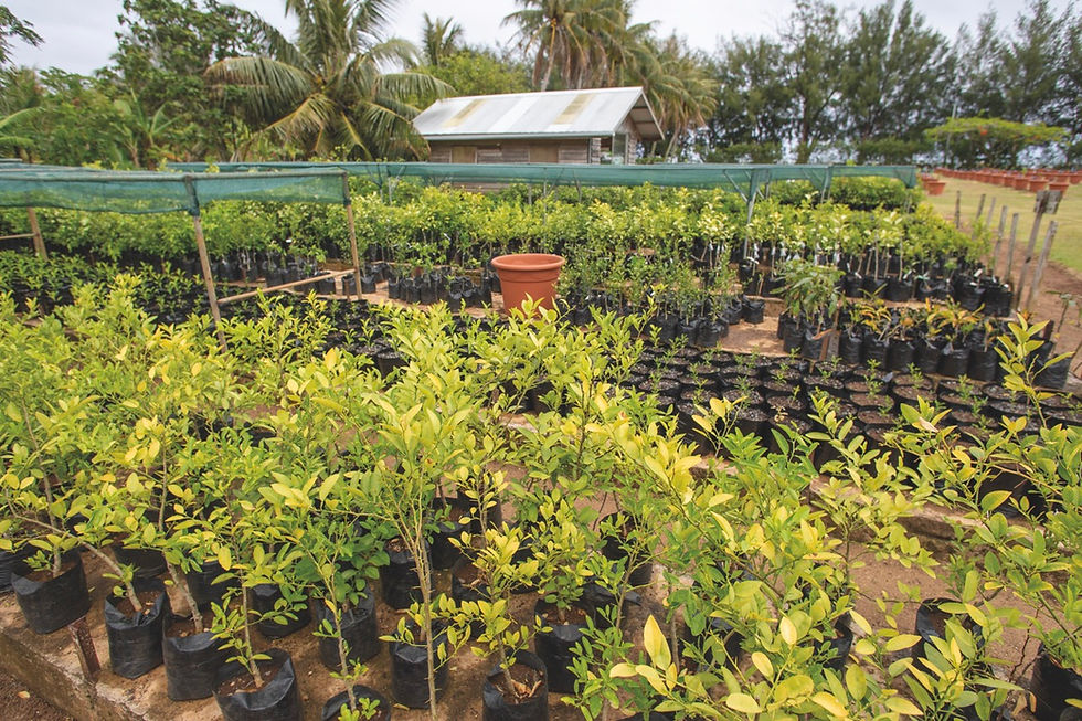 Plants de citrons de la DAG, préservés de la tristeza.