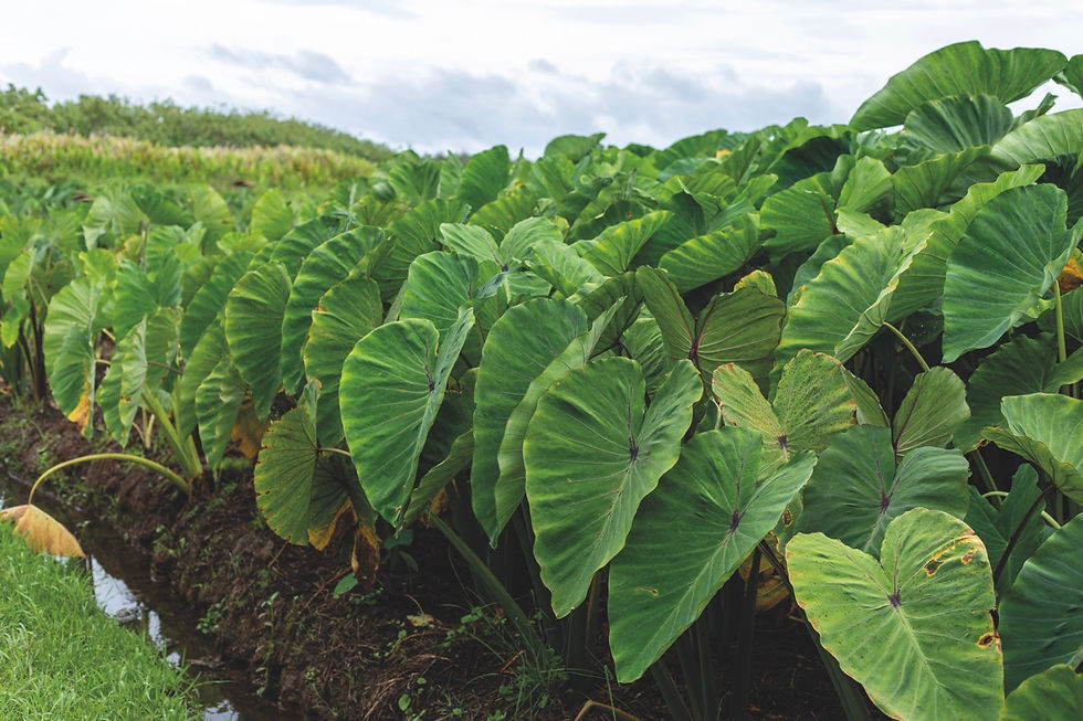 Le taro, qui pousse idéalement en marécage, représente une culture d’avenir.
