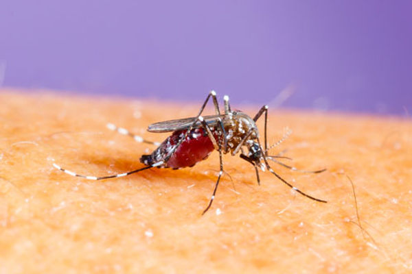 Moustique qui pique un homme - Le Centre des Maladies infectieuses et tropicales (CCSMIT)