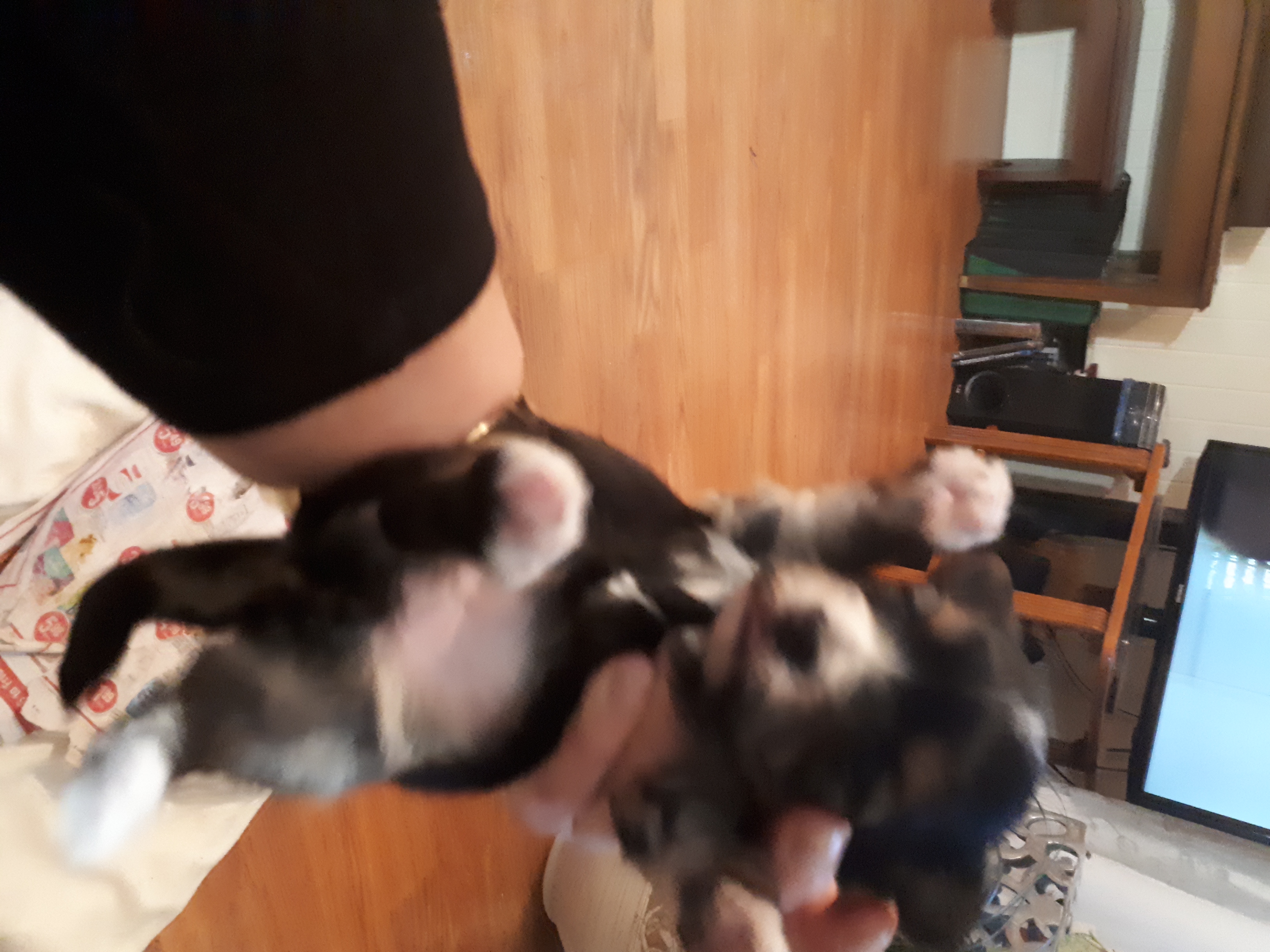 Morkie puppy of 2017