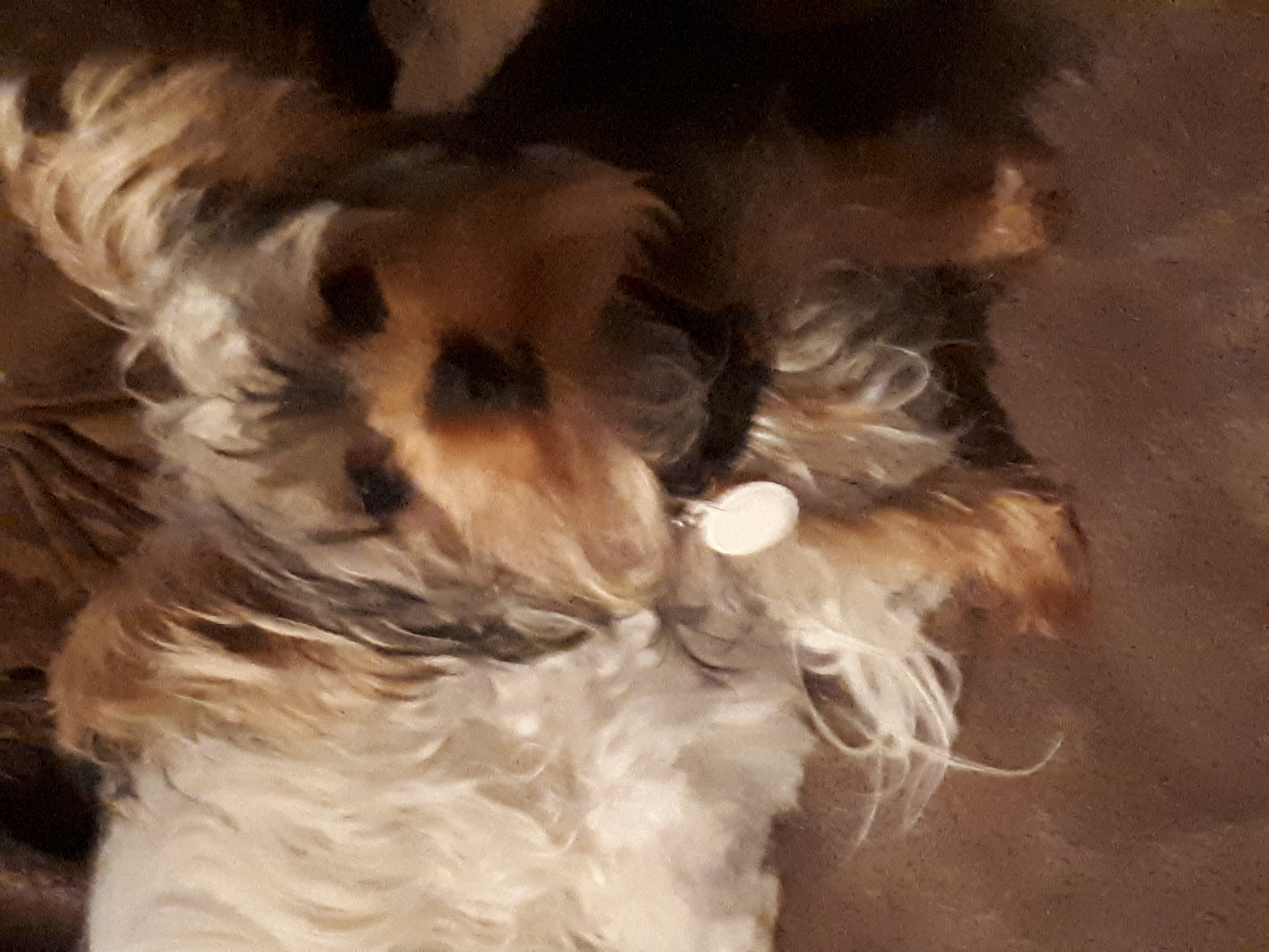 Yorkshire Terrier Female