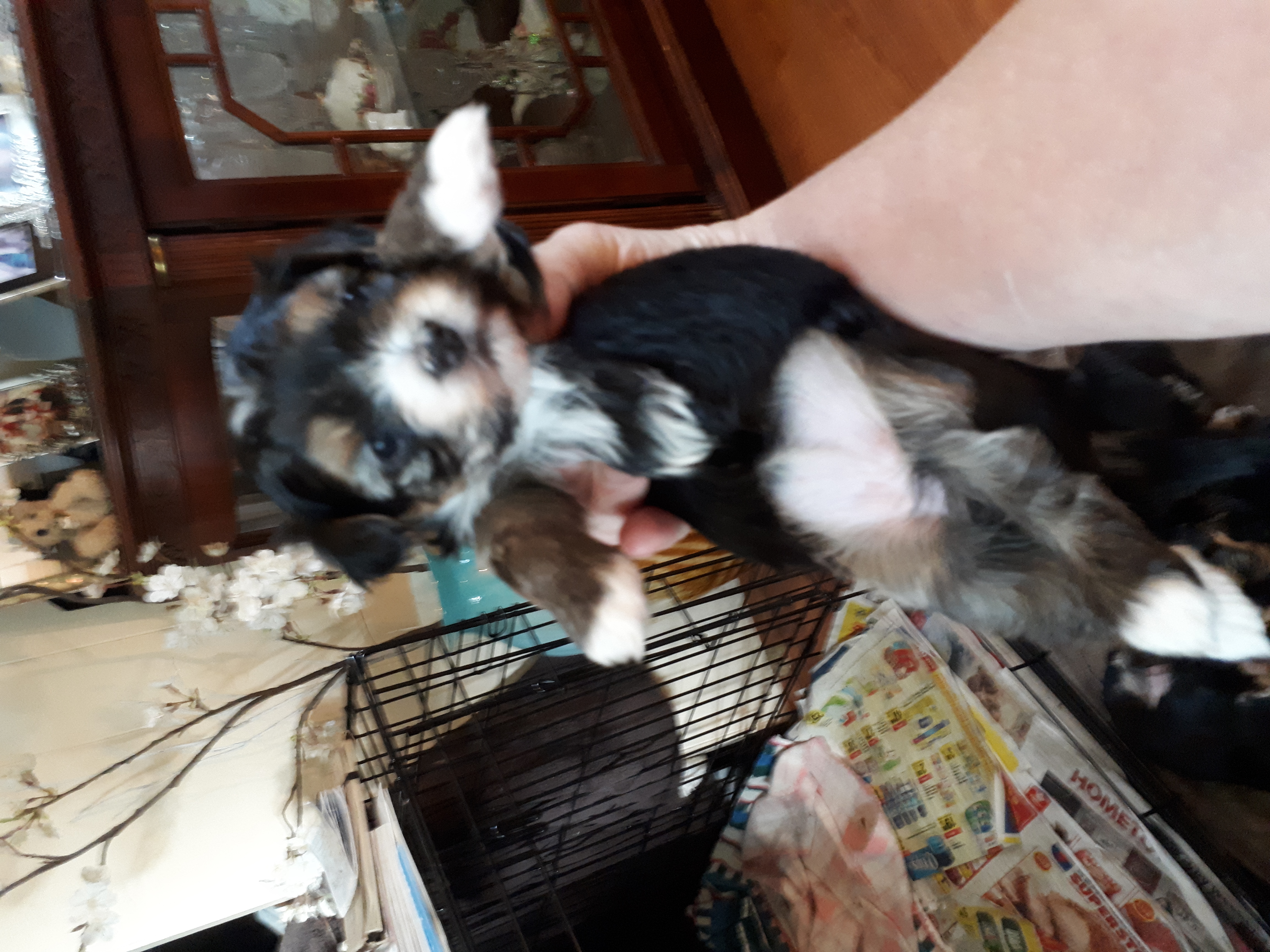 Morkie puppy 2017