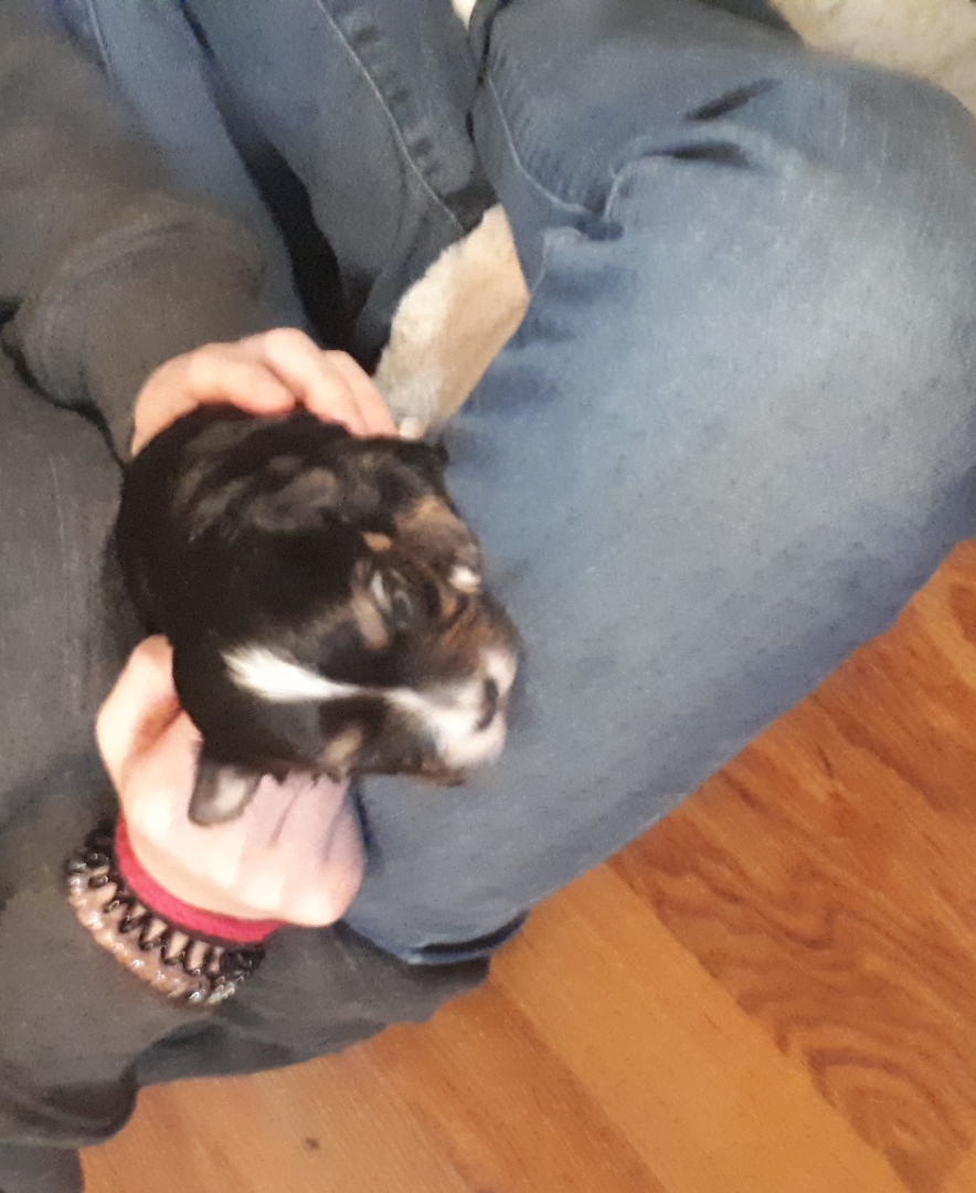 Morkie puppy from 2017