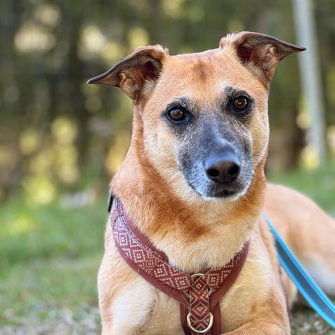 Hund mit Geschirr und Leine liegt in der Wiese im Wiener Prater