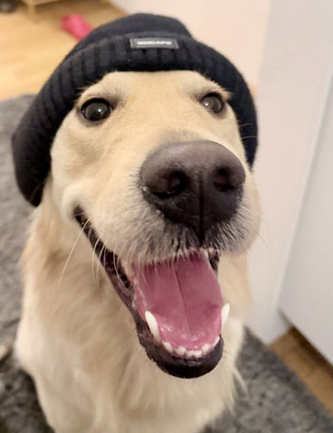 Golden Retriever mit Mütze