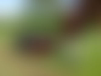 Unsere Grüns werden aerifiziert!