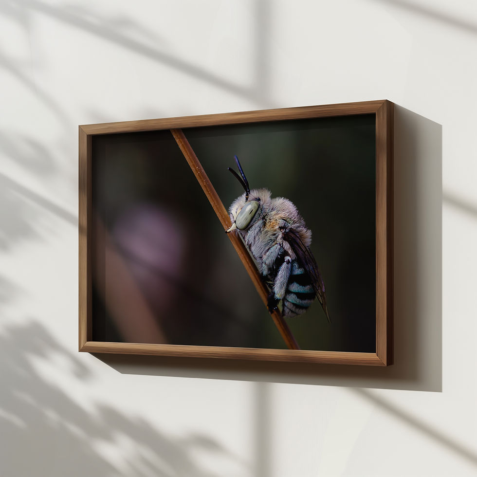 Thumbnail: ‘Blue Banded Bee' Photography Print