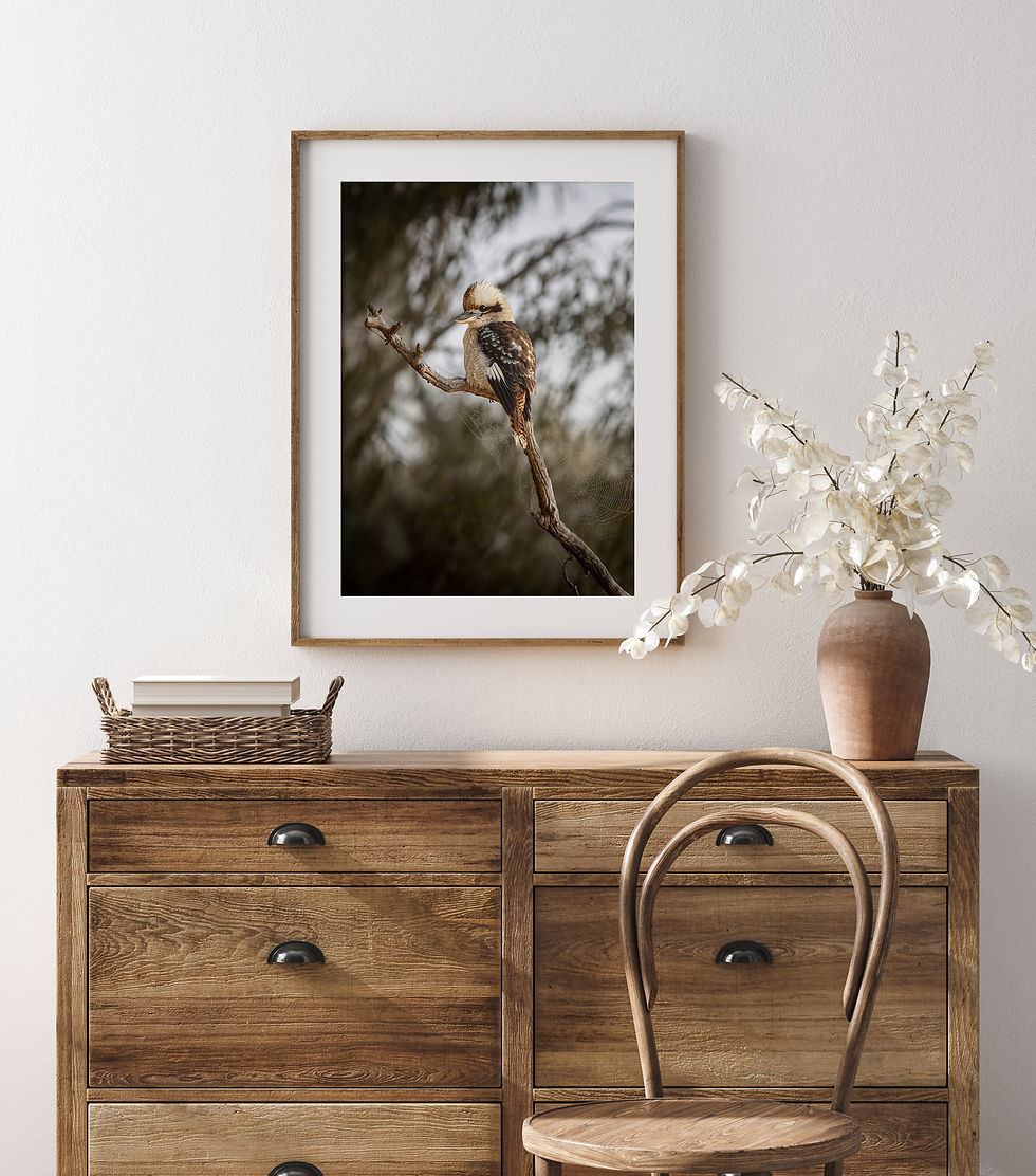 Thumbnail: ‘Kookaburra II’ - Photography Print