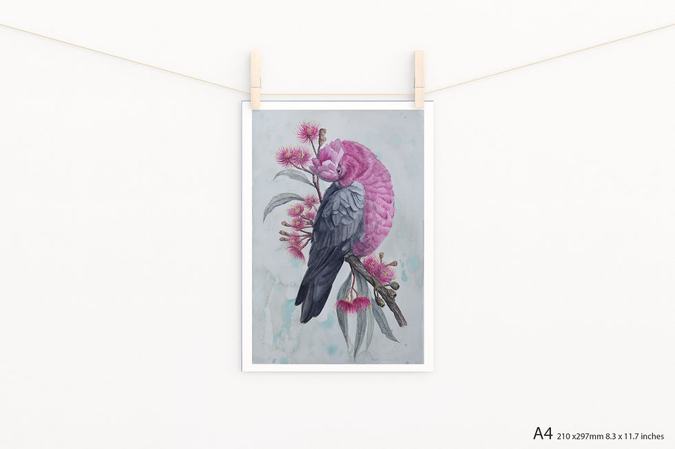 ‘Galah' - Fine Art Print