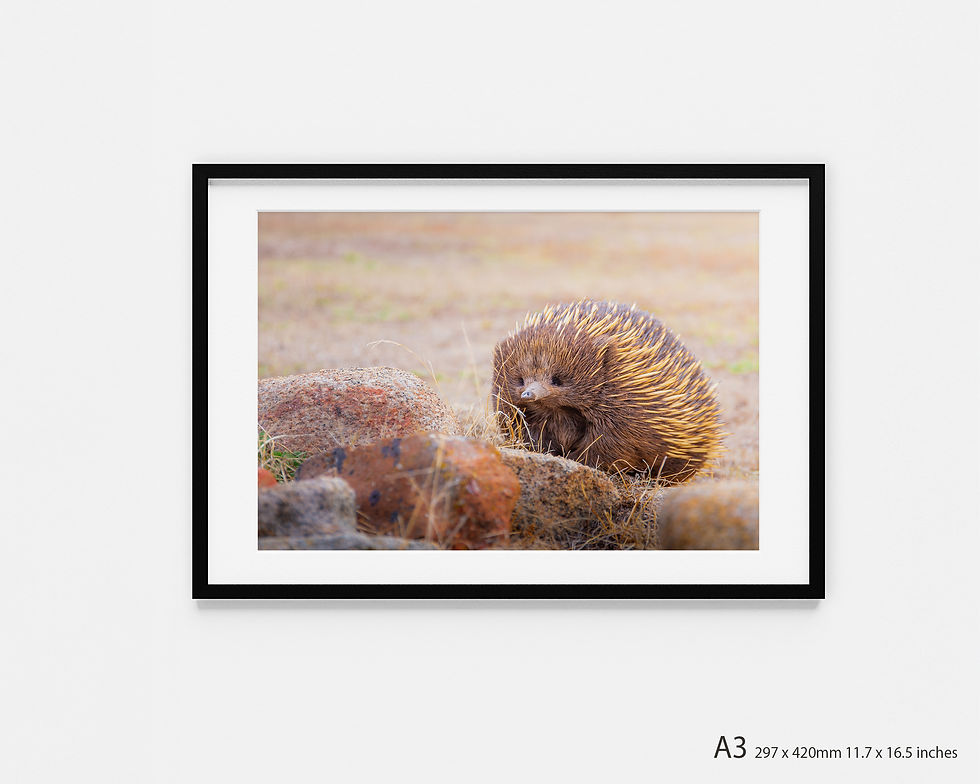 ‘Echidna II’ Photography Print