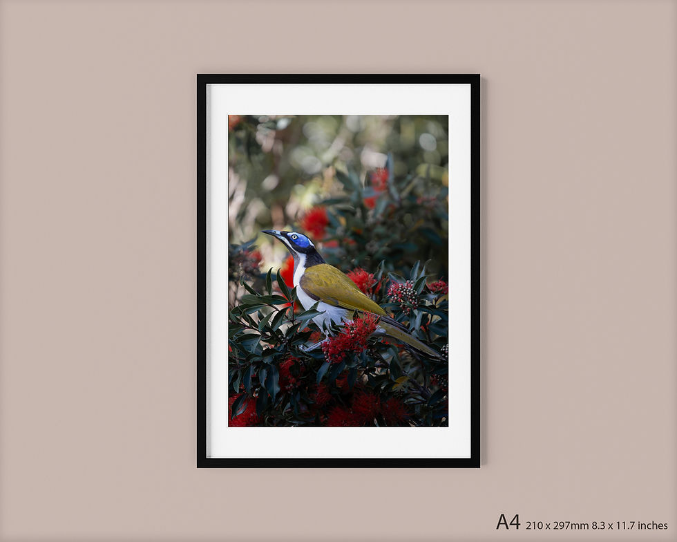 ‘Blue Faced Honey Eater’ - Photography Print