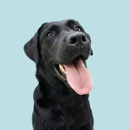 Será que meu cãozinho é Hiperativo? 