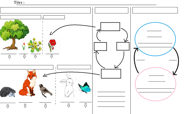 schema bilan siason ecosystemematieres.png