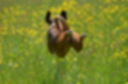 image1.jpeg
