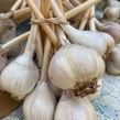 garlic.jpeg