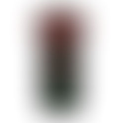 O FED PAROU... E AGORA?